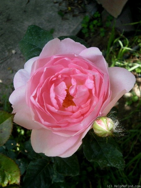 'Scepter'd Isle ®' rose photo