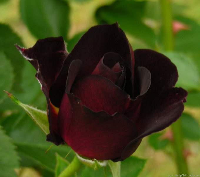 'Route 66' rose photo