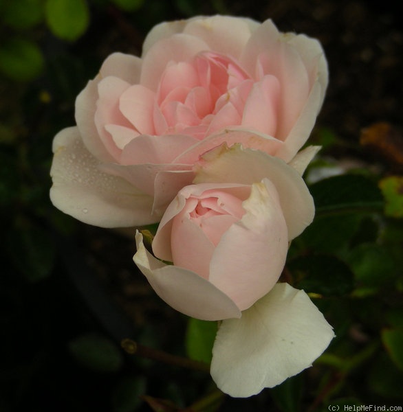 'Twins' rose photo