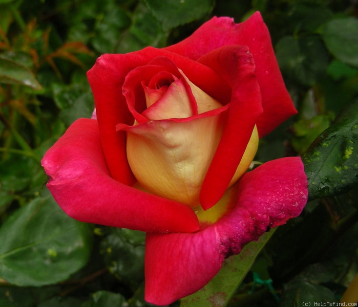 'Pompeii (hybrid tea, Bailey, 1980)' rose photo