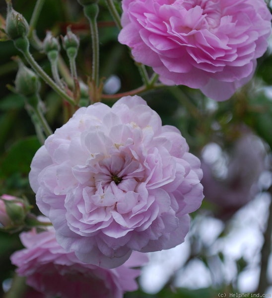 'Carnea (hybrid multiflora, unknown, before 1804)' rose photo