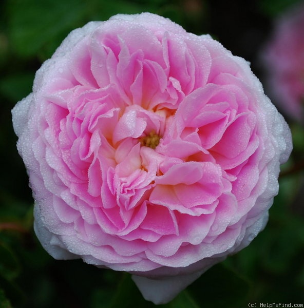 'Belle Isis (gallica, Parmentier, by 1845)' rose photo