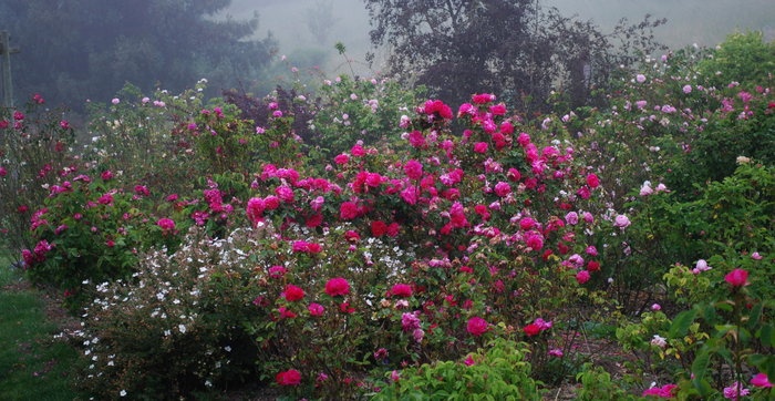 'Vintage Gardens Historical Archive'  photo