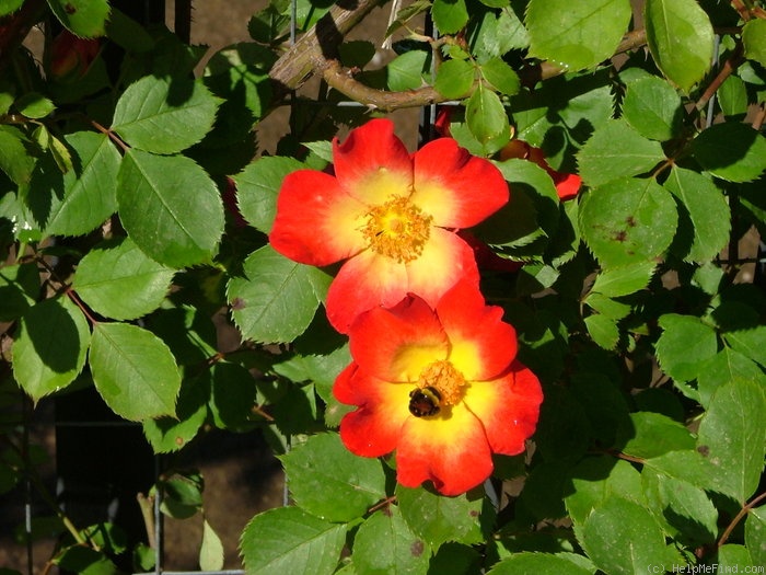 'Ciak ®' rose photo
