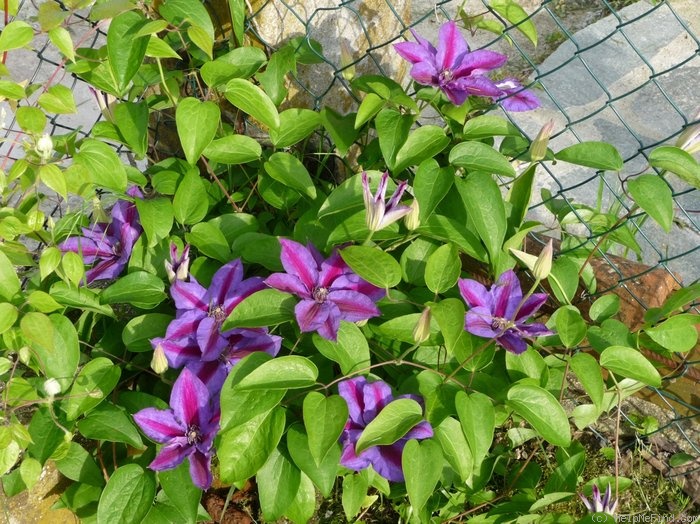 'Mrs. N. Thompson' clematis photo