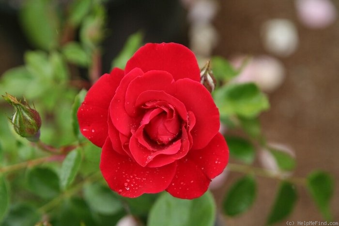 'Lichterloh' rose photo
