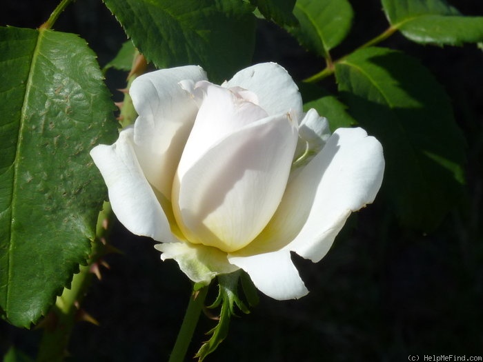 'Marie-Luise Marjan ®' rose photo