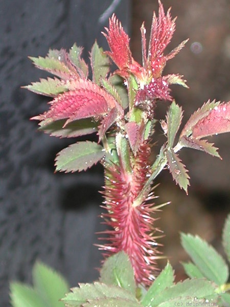 'OADEFED' rose photo