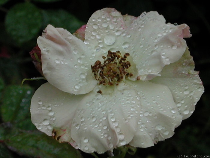 'Greensleeves' rose photo