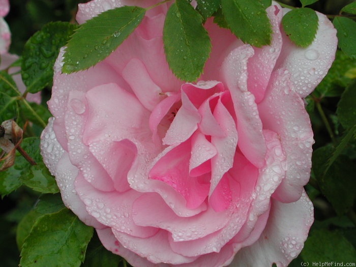 'Quinceanera' rose photo