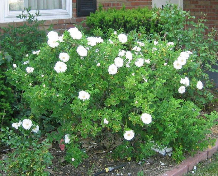 'White Alzbeta Kuska' rose photo