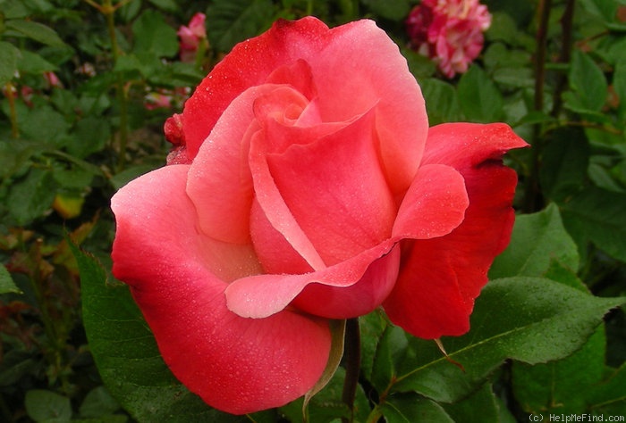 'Color Magic' rose photo