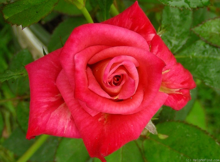 'In Memory' rose photo