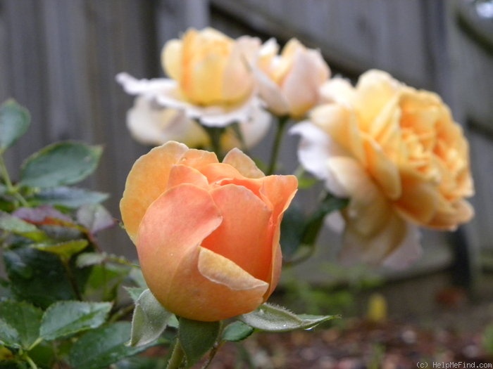 'Golden Buddha' rose photo