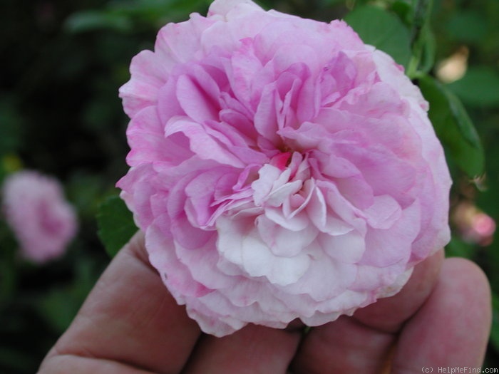 'Gilda (hybrid multiflora, Geschwind,1887)' rose photo