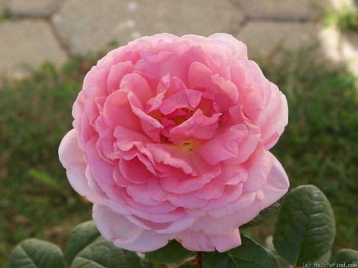 'Vitalrose Golden Baron ®' rose photo