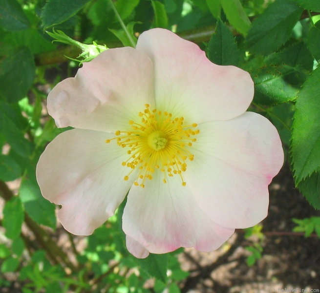 'Frühlingsanfang' rose photo