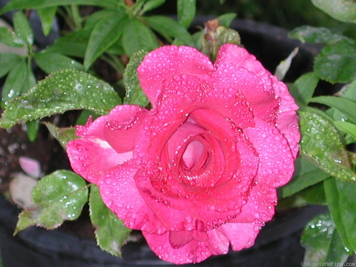 'Purple Passion ™' rose photo