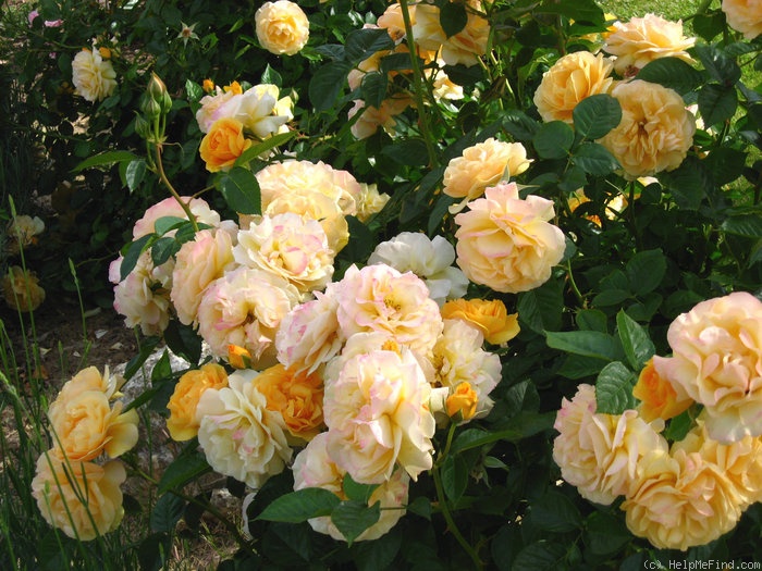 'Julia Child ™ (Floribunda, Carruth, 2004)' rose photo