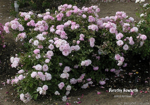 'Dorothy Howarth' rose photo