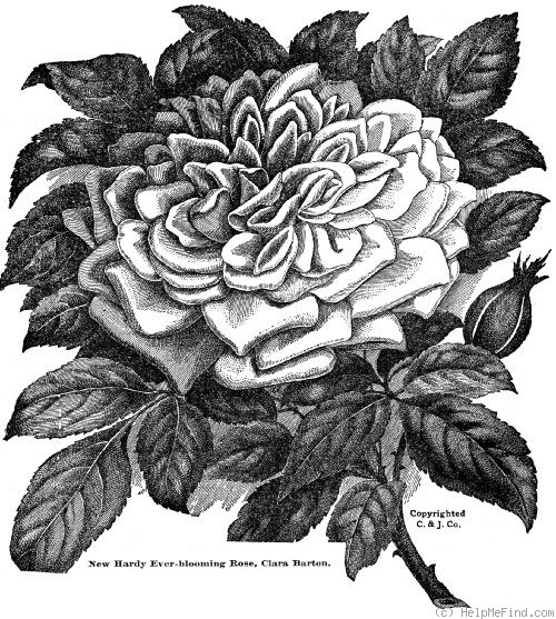 'Clara Barton' rose photo