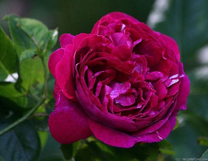 'Variegata di Bologna Rouge' rose photo