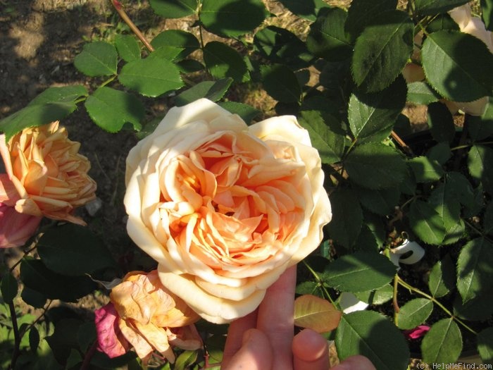 'Madame Bérard' rose photo