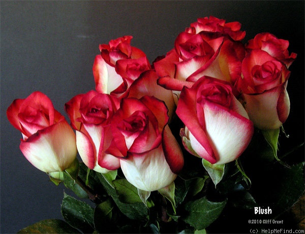 'Blush (hybrid tea, Pressman, 2007)' rose photo