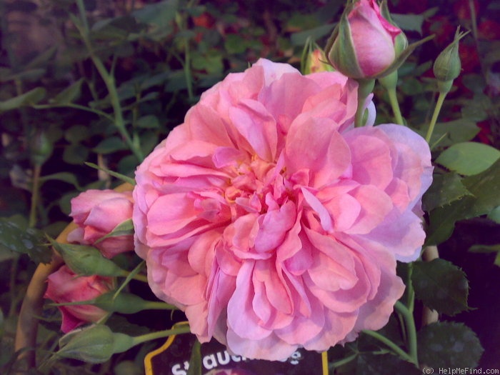 'Uetersens Rosenprinzessin' rose photo