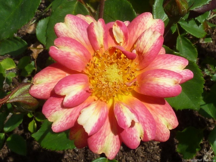 'Art Nouveau (floribunda, James, 2009)' rose photo