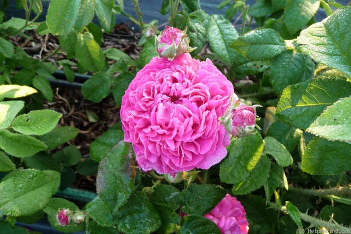 'Assemblage de Beautés' rose photo