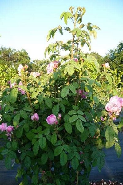 'Marie de Blois' rose photo