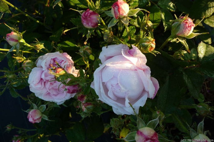 'Juno (centifolia, Bell before 1820)' rose photo