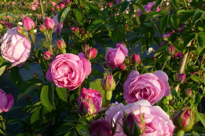 'Coupe d'Hébé (cl. bourbon, Laffay, 1840)' rose photo