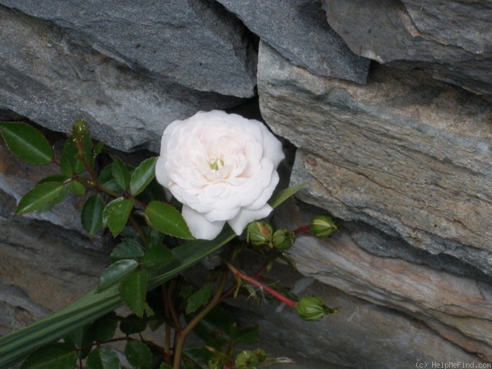 'Sea Foam (shrub, Schwartz 1963)' rose photo