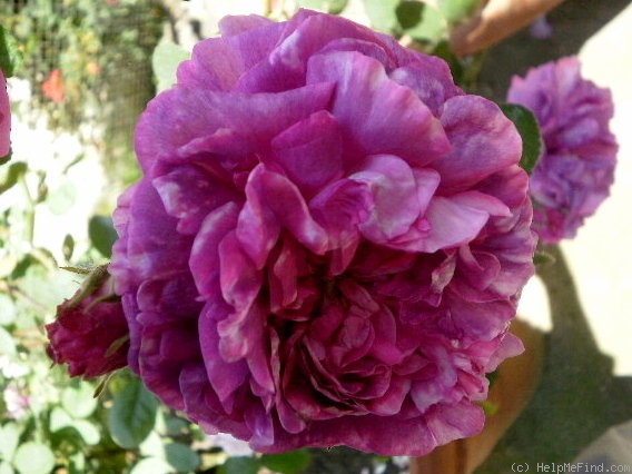'Rose de la Maître-École' rose photo