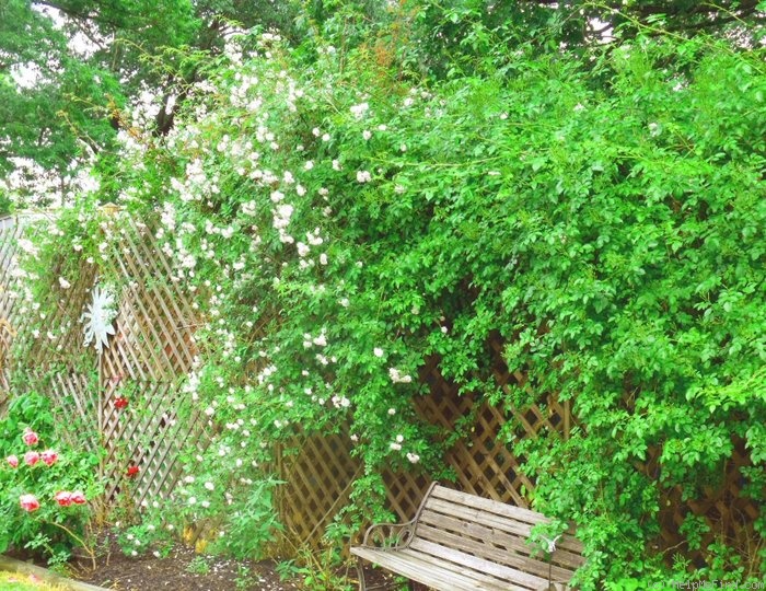 'Paul's Himalayan Musk Rambler' rose photo