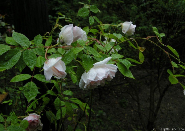 'Cels Multiflora' rose photo