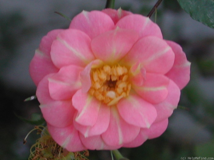 '1-72-1DLFED1' rose photo