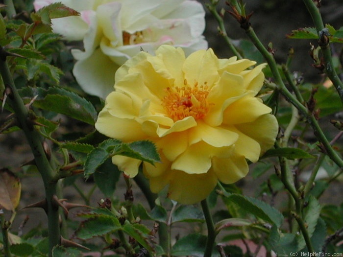 '1-72-1Rugelda' rose photo