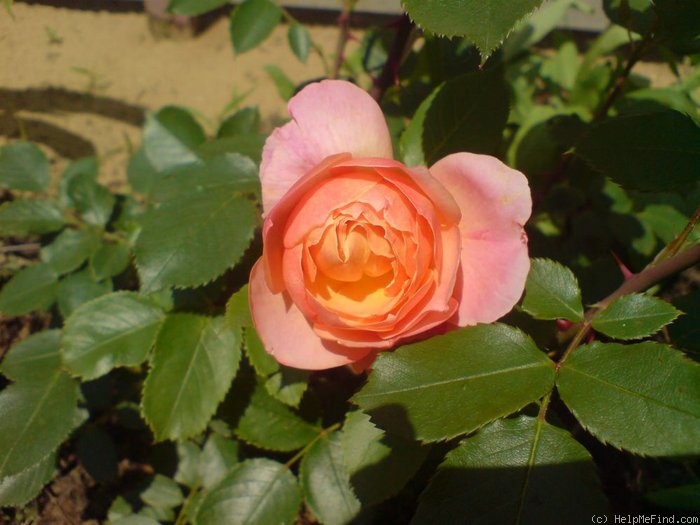 'Indira (floribunda, Márk, 1971)' rose photo