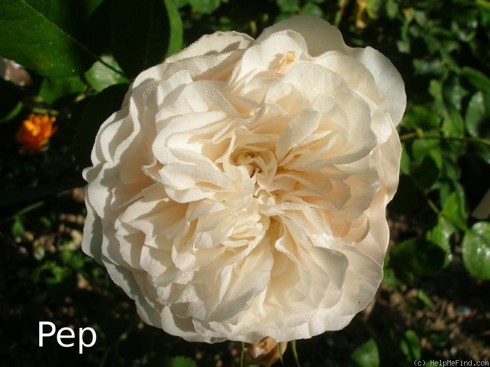 'AUStania' rose photo