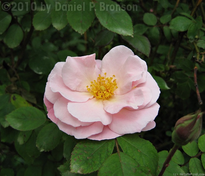 'Clair Matin' rose photo