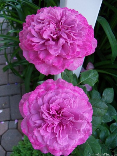 'Monet (hybrid tea, Great Western Rose Co. 1996)' rose photo