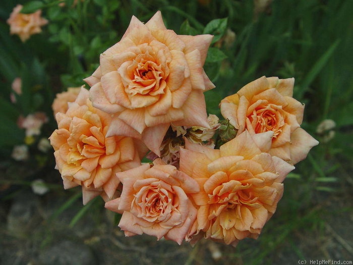 'Clarissa ® (miniature, Harkness, 1982)' rose photo