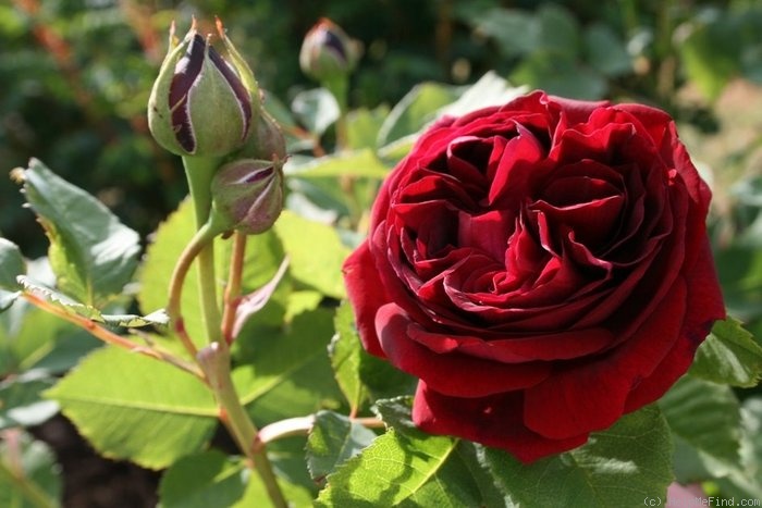 'Souvenir d'Alphonse Lavallée' rose photo