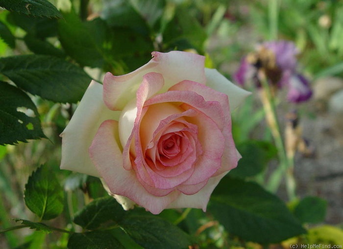 'Laguna (hybrid tea, Ghione)' rose, click to enlarge 'Laguna (hybrid tea, Ghione)' rose photo