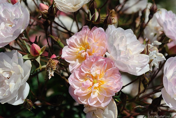 'Dentelle de Malines ®' rose photo