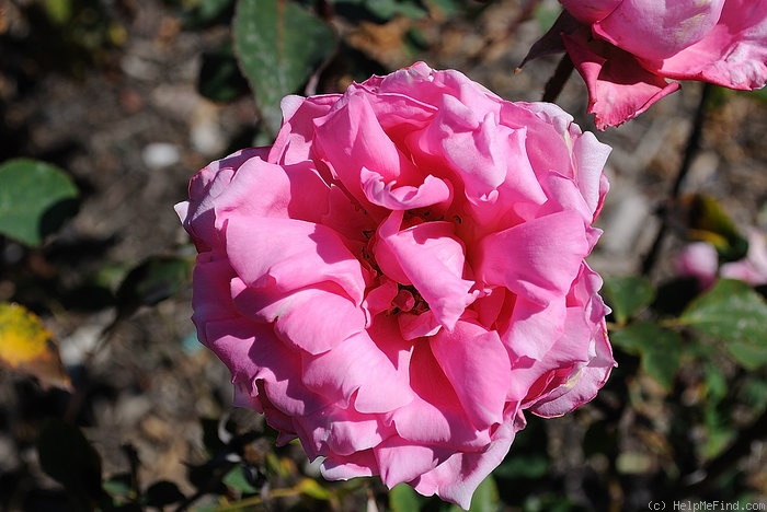 'Lady Wenlock' rose photo