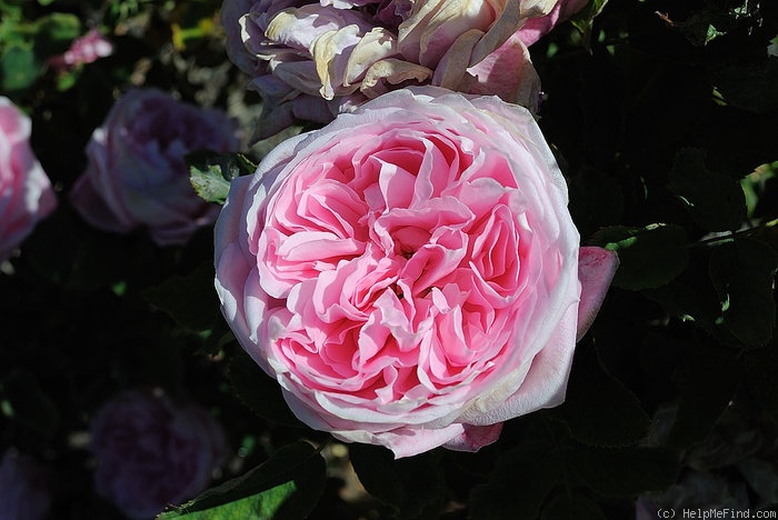 'Spenser' rose photo